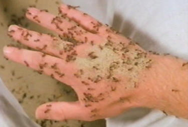 Ken Russell - The Mystery of Doctor Martinu - ants oinn hand