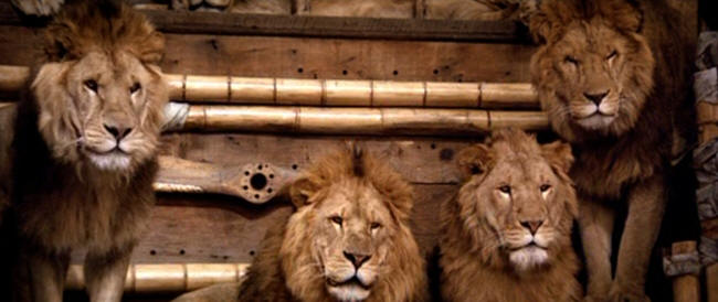 Roar lions