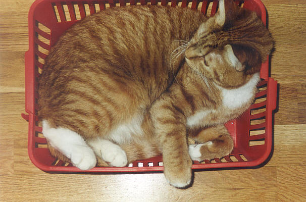 Cat in basket  Iain Fisher 2003