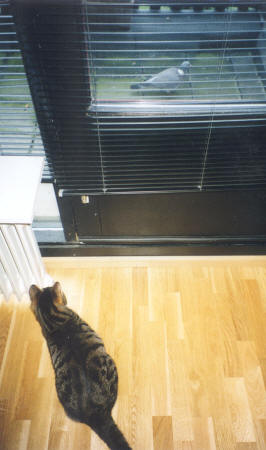 cat and pigeon  Iain Fisher 2003